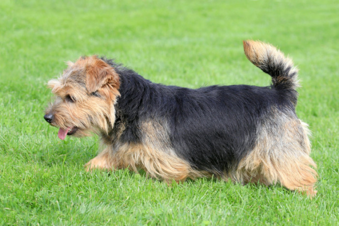Norfolk teriér, foto: Shutterstock