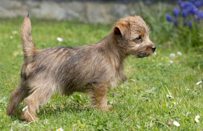 Štěně Norfolk teriéra, foto: Shutterstock