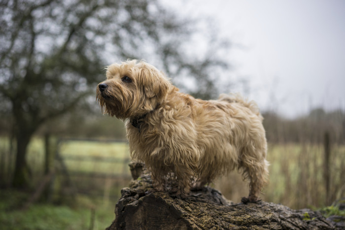Norfolk teriér, foto: Shutterstock