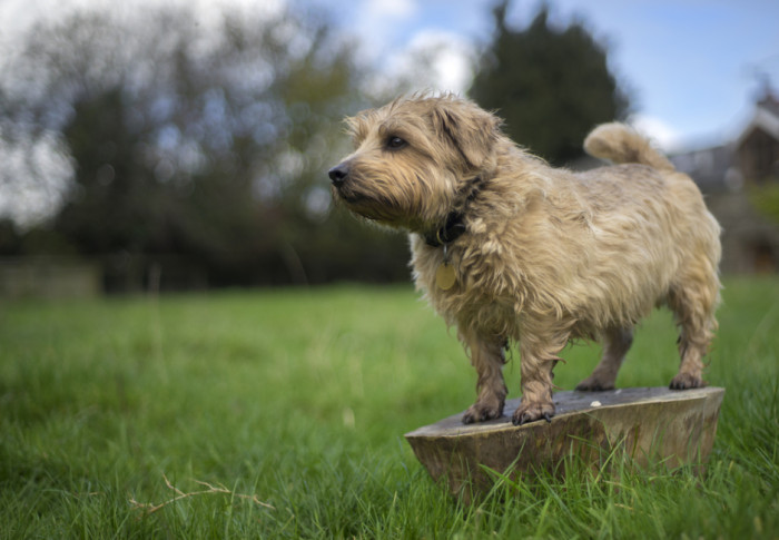 Norfolk teriér, foto: Shutterstock