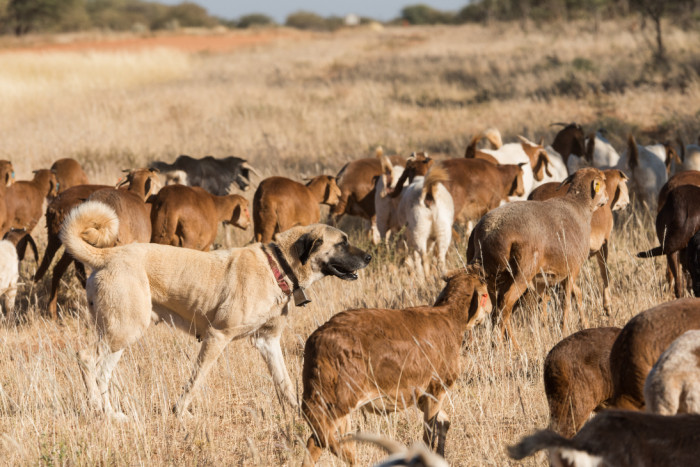 Kangal se stádem, foto: Shutterstock