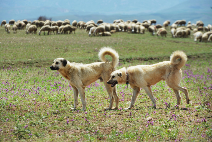 Dvojice kangalů se stádem, foto: Shutterstock