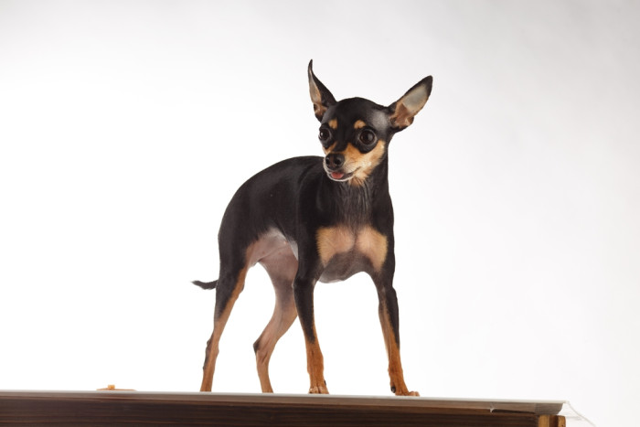 Anglický toy teriér, foto: Shutterstock