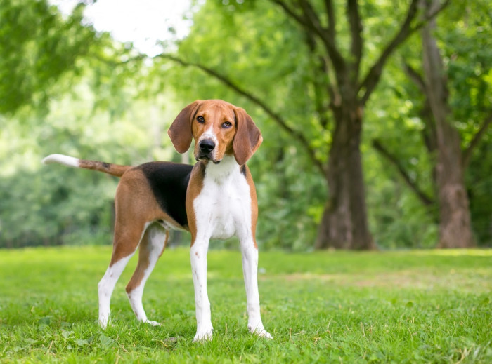 Americký foxhound, foto: Shutterstock