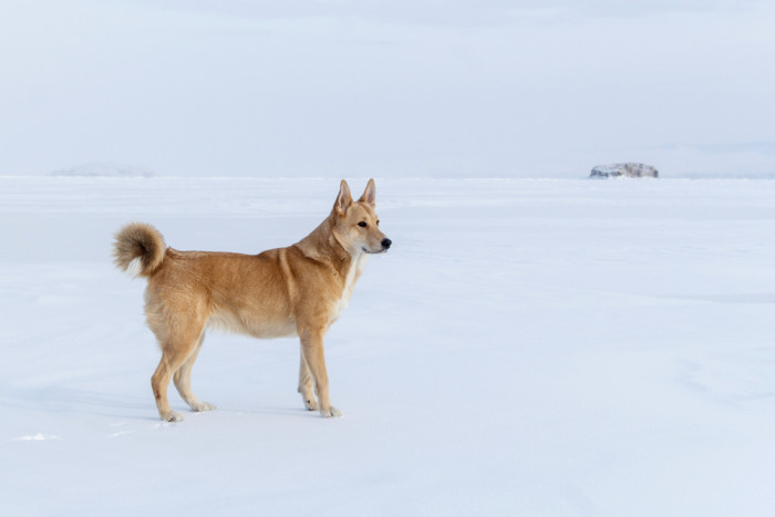 Kanaanský pes, foto: Shutterstock