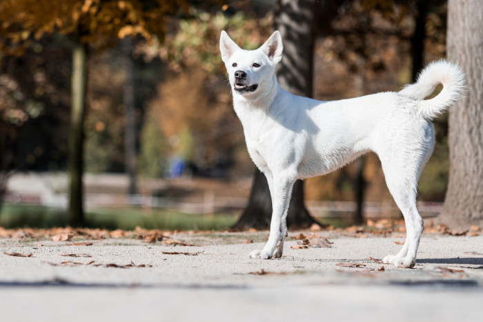 Kanaanský pes, foto: Shutterstock