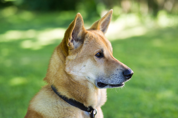 Kanaanský pes, foto: Shutterstock