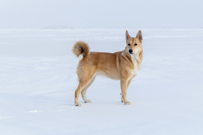 Kanaanský pes, foto: Shutterstock