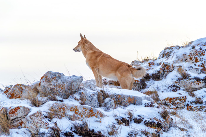 Kanaanský pes, foto: Shutterstock