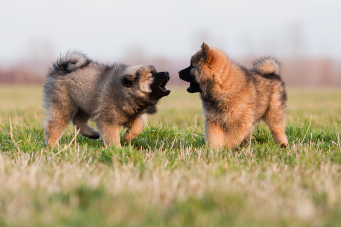 Eurasier, foto: Shutterstock