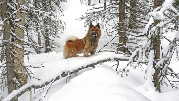 Eurasier, foto: Shutterstock