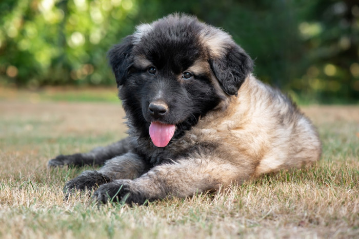 Estrelský pastevecký pes - štěně, foto: Shutterstock