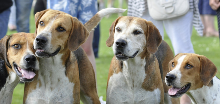 Foxhound, foto: Shutterstock