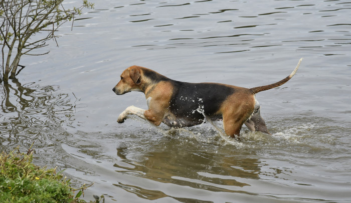 Foxhound, foto: Shutterstock