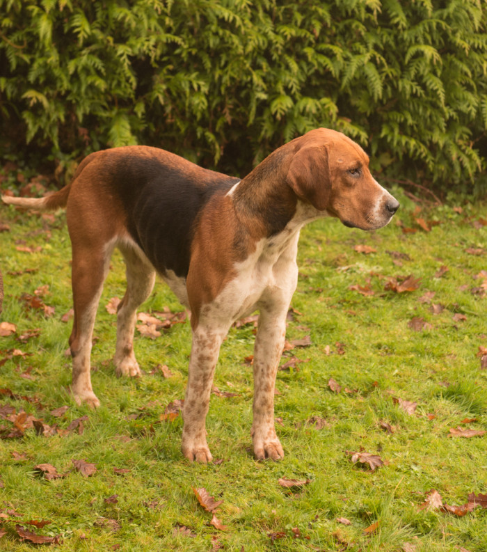 Foxhound, foto: Shutterstock