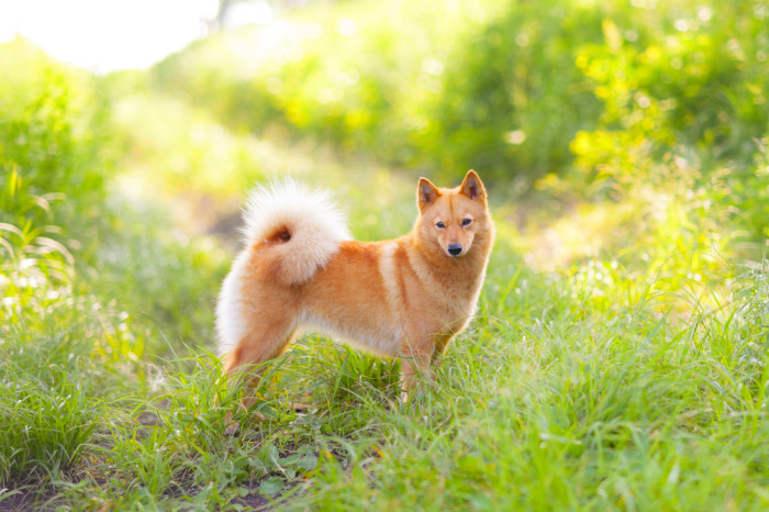 Finský špic, foto: Shutterstock