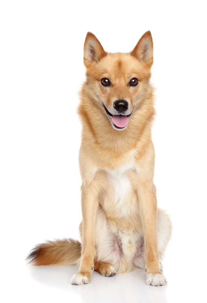 Finský špic, foto: Shutterstock