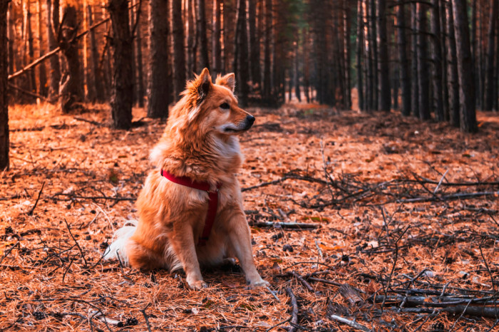 Finský špic, foto: Shutterstock