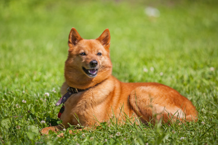 Finský špic, foto: Shutterstock