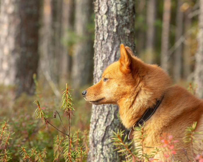 Finský špic, foto: Shutterstock