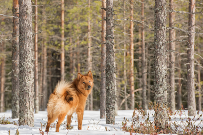 Finský špic, foto: Shutterstock