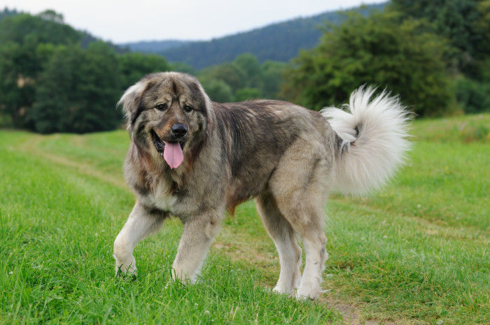 Kavkazský pastevecký pes. Foto: Shutterstock