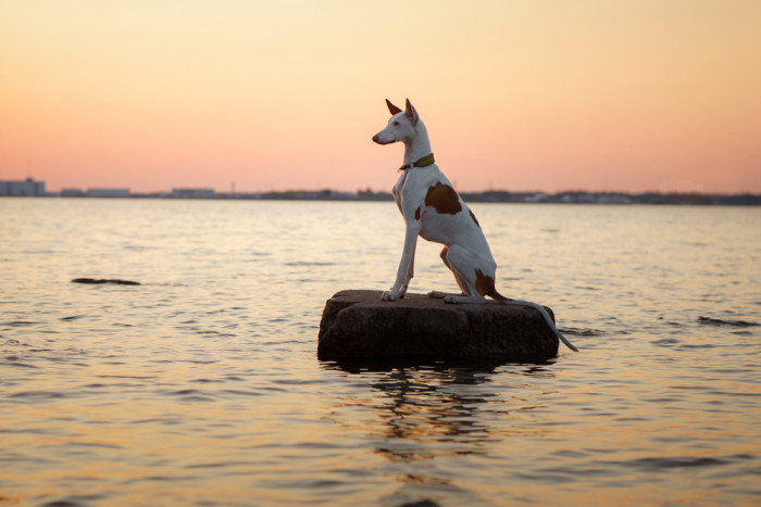 Ibizský podenco, foto: Shutterstock