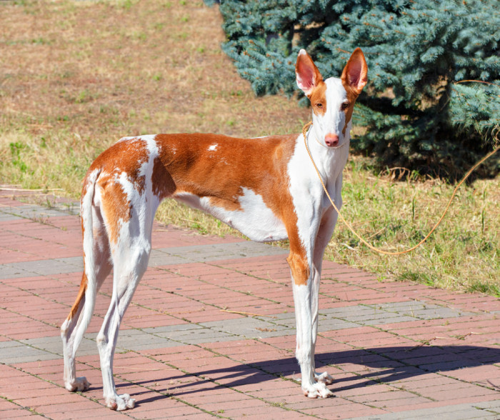 Ibizský podenco, foto: Shutterstock