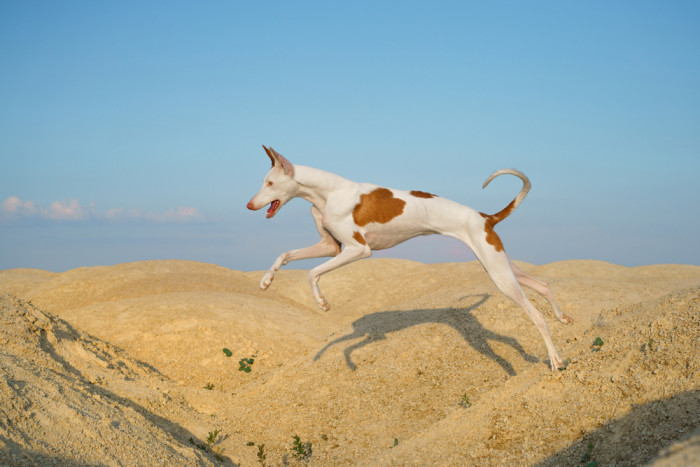 Ibizský podenco, foto: Shutterstock