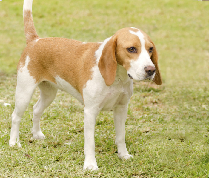 Istrijský krátkosrstý honič, foto: Shutterstock