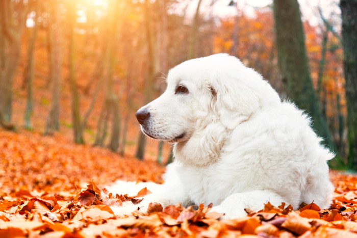 Podhalaňský ovčák, foto: Shutterstock