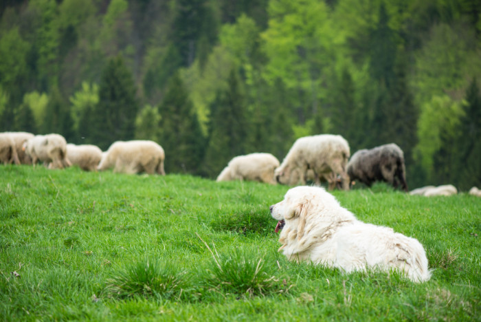 Podhalaňský ovčák, foto: Shutterstock