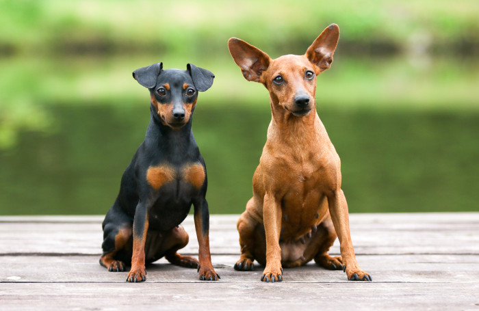 Standard povoluje jak klopené, tak i vzpřímené uši. Jsou to dvě rovnocenné varianty trpasličího pinče. Foto: Shutterstock
