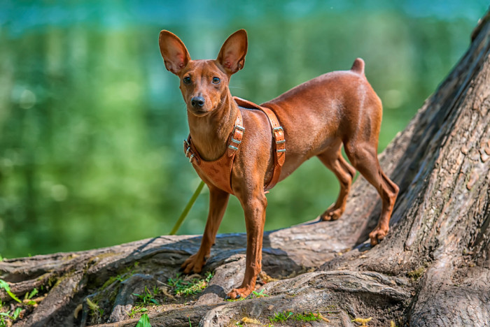 Trpasličí pinč, foto: Shutterstock