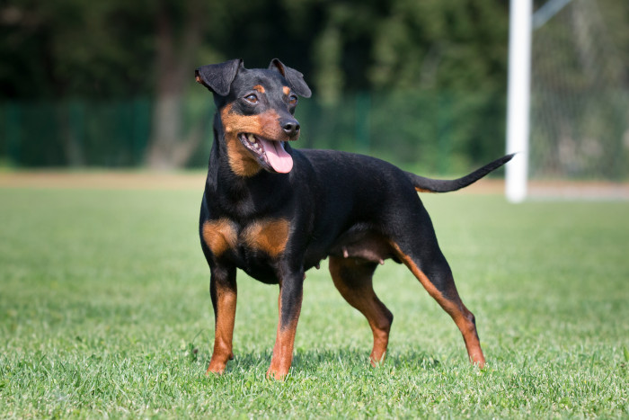 Trpasličí pinč, foto: Shutterstock