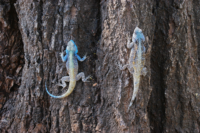 Agama modrá, foto: Shutterstock