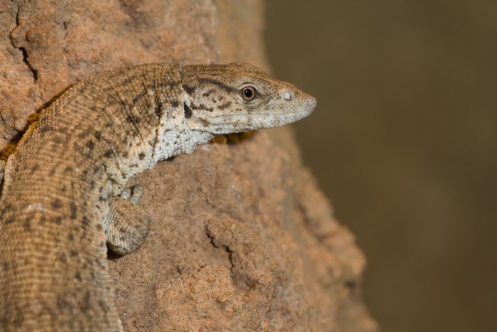 Varan Gillenův, foto: Shutterstock