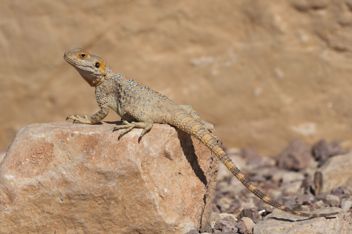Agama hardún, foto: Shutterstock