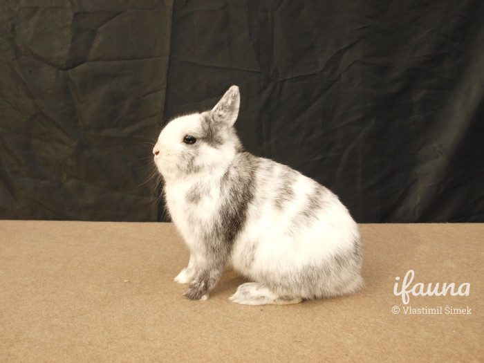 Zakrslý rhonský ze speciální výstavy, Kolín 2011