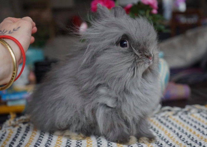 Zakrslý teddy modrý, 2021, chov a foto Kamila Štenclová