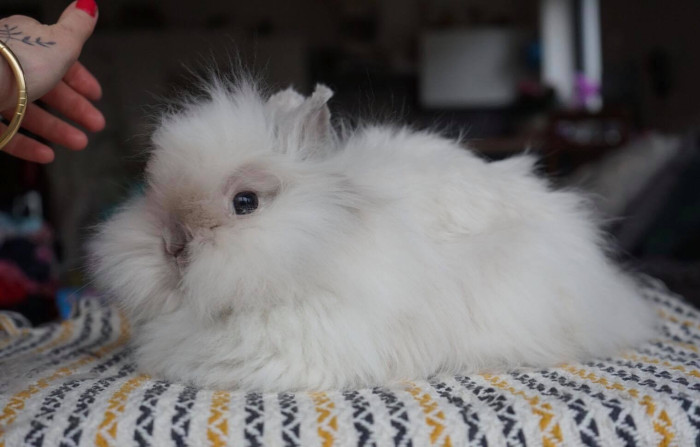 Zakrslý teddy siamský, 2021, chov a foto Kamila Štenclová