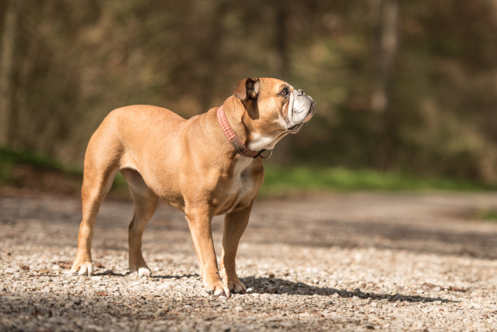 Kontinentální buldok, foto: Shutterstock