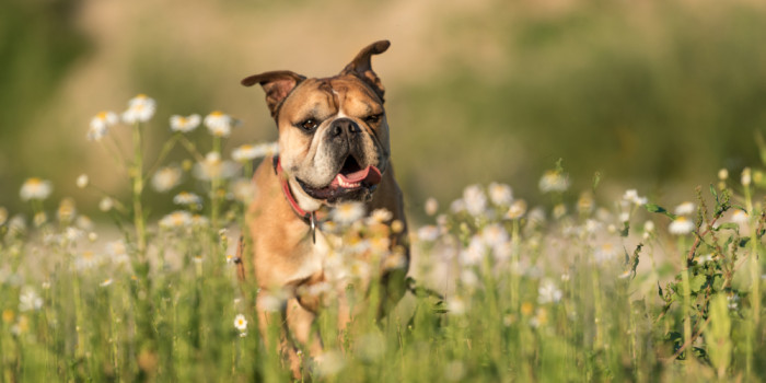 Kontinentální buldok, foto: Shutterstock