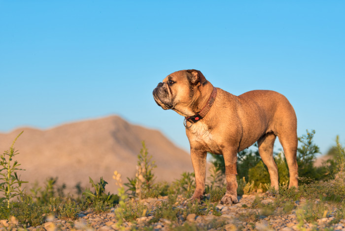 Kontinentální buldok, foto: Shutterstock