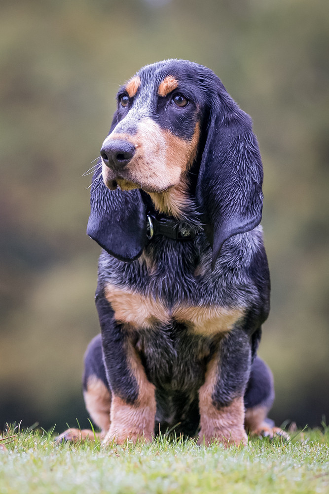 Modrý gaskoňský baset, foto: Shutterstock