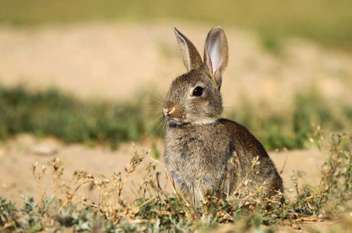 Divoký králík, foto: Shutterstock