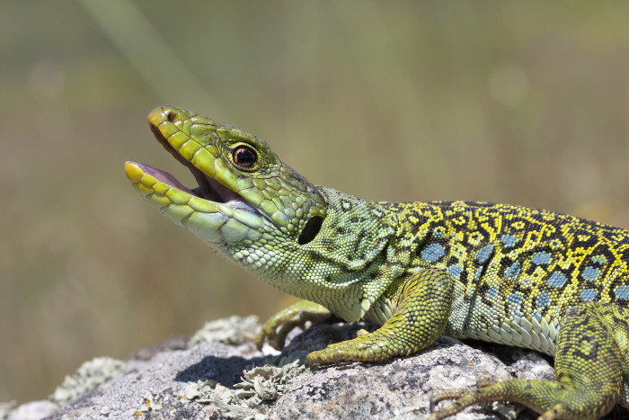 Ještěrka perlová, foto: Shutterstock