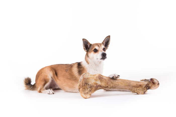 Norský lundehund, foto: Shutterstock