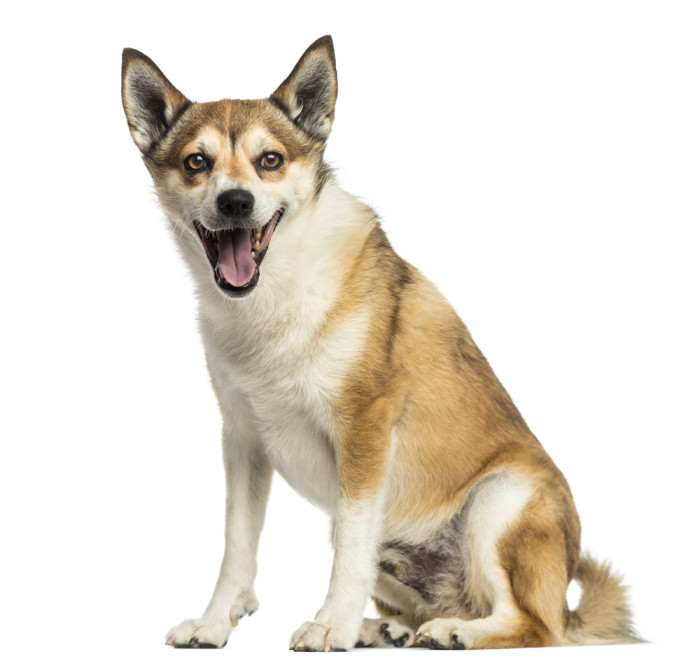 Norský lundehund, foto: Shutterstock