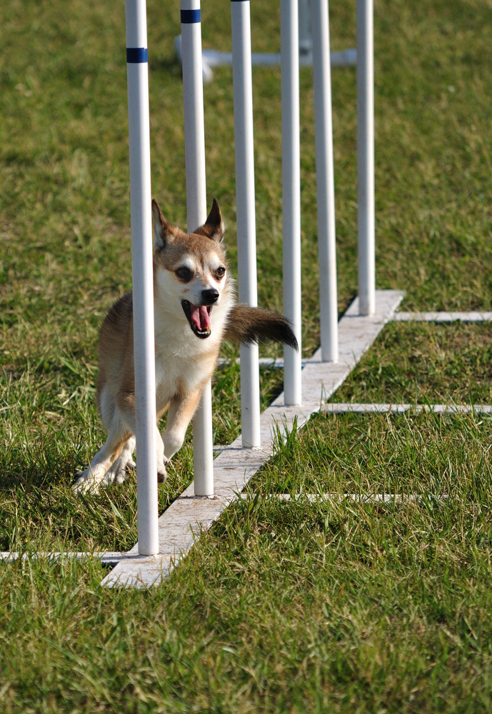 Norský lundehund, foto: Shutterstock